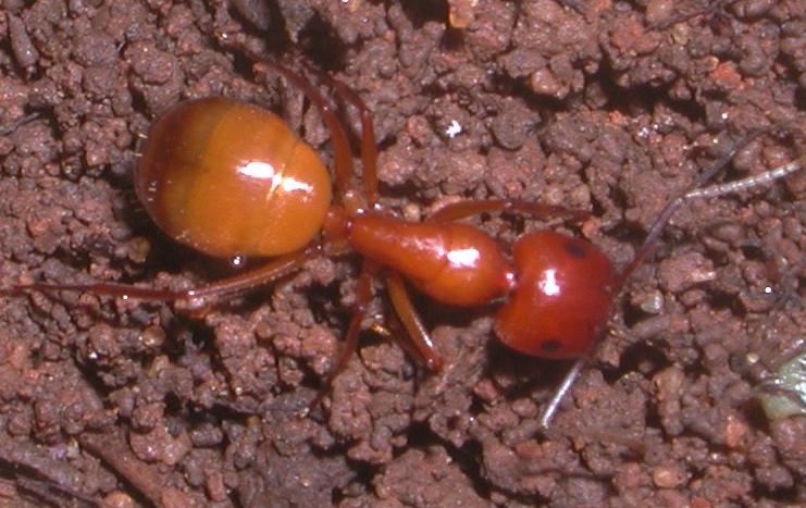 Camponotus.. nylanderi o pilicornis siculus?